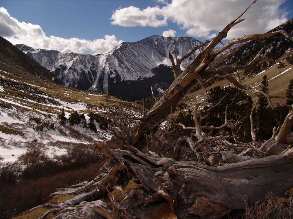 Taylor Mountain with Ancient Tree